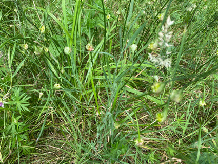 Berglook - Allium Carinatum subsp. Pulchellum