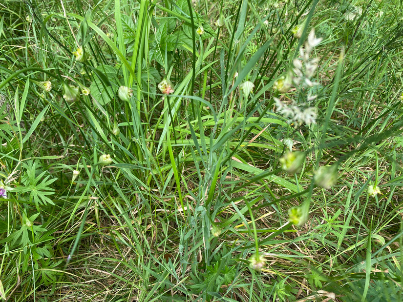 Berglook - Allium Carinatum subsp. Pulchellum