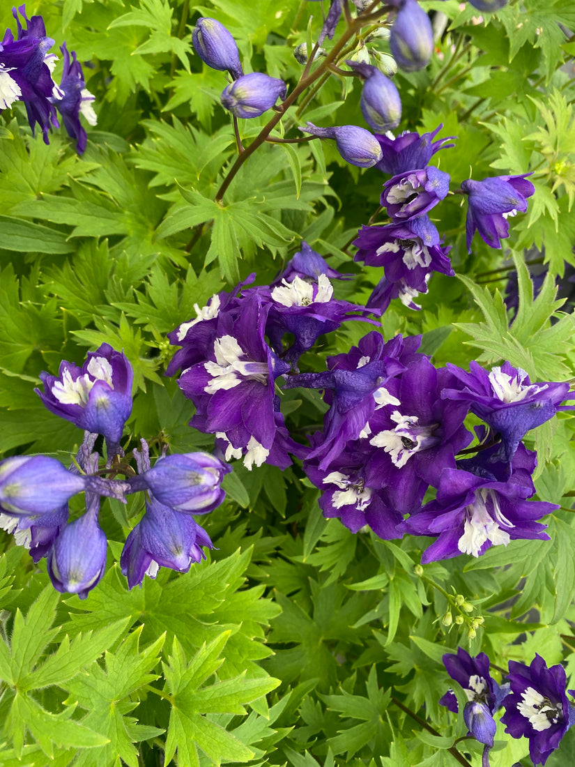 Ridderspoor - Delphinium 'Dark Blue with White Bee'