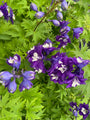 Ridderspoor - Delphinium 'Dark Blue with White Bee'