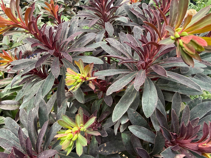 Amandelwolfsmelk - Euphorbia amygdaloides 'Purpurea'