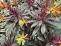 Amandelwolfsmelk - Euphorbia amygdaloides 'Purpurea'