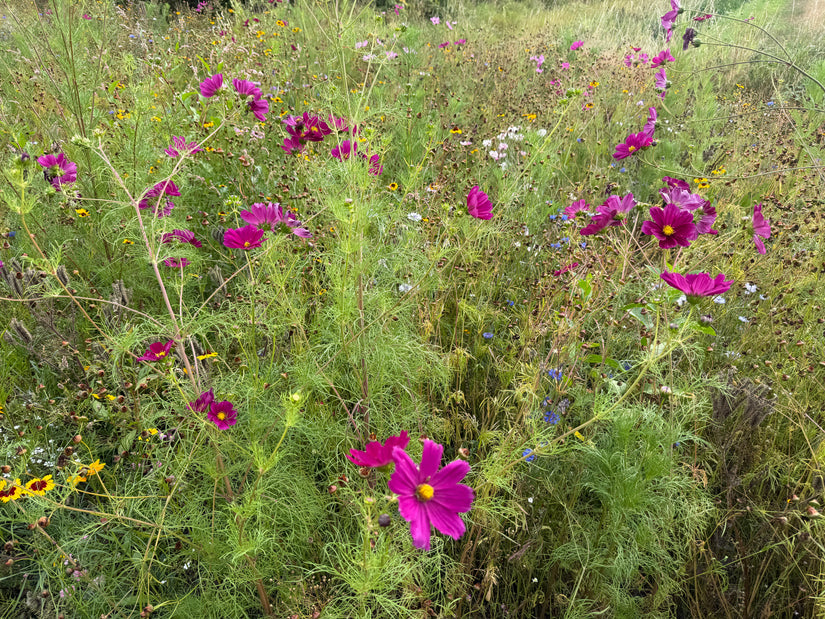 Cosmea - Cosmos bipinnatus
