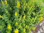 Grote wederik - Lysimachia vulgaris