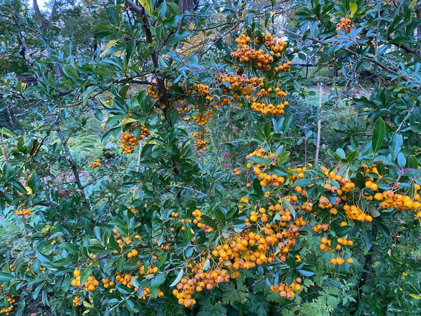 Vuurdoorn (Oranje) - Pyracantha 'Orange Glow'