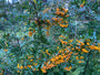 Vuurdoorn (Oranje) - Pyracantha 'Orange Glow'