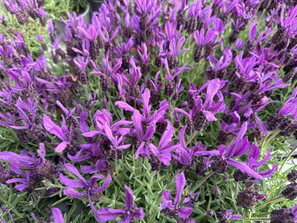 Kuiflavendel - Lavandula stoechas 'Anouk'