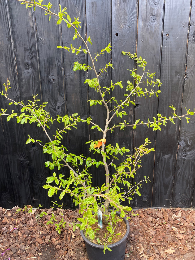 Perzisch ijzerhout - Parrotia persica 'Bella'
