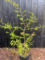 Perzisch ijzerhout - Parrotia persica 'Bella'