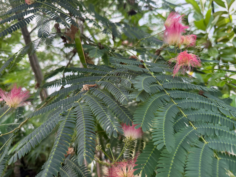Perzische Slaapboom (Roze, Meerstammig) - Albizia julibrissin 'Rosea'