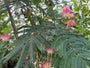 Perzische Slaapboom (Roze, Meerstammig) - Albizia julibrissin 'Rosea'