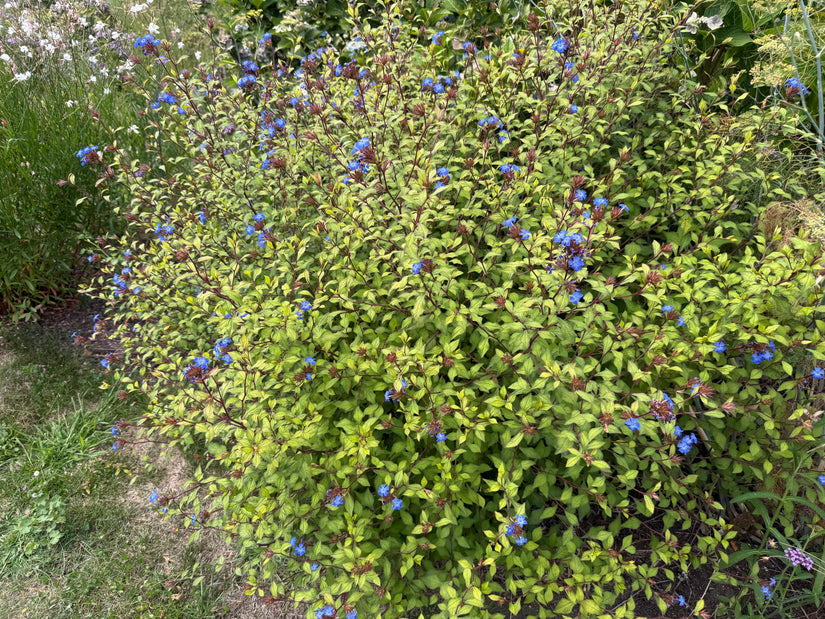 Biologisch Loodkruid - Ceratostigma plumbaginoides