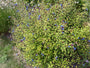 Biologisch Loodkruid - Ceratostigma plumbaginoides