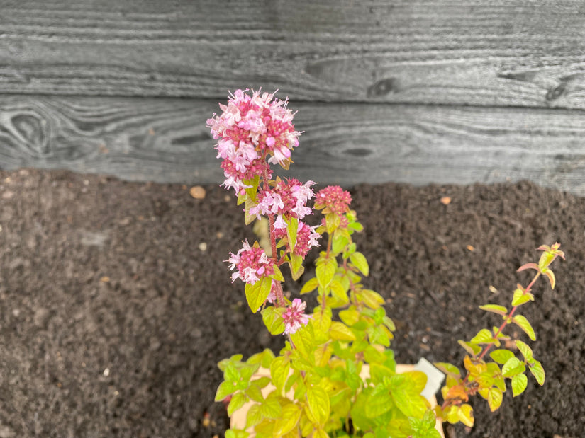 Wilde marjolein (Oregano) - Origanum vulgare - Inheems