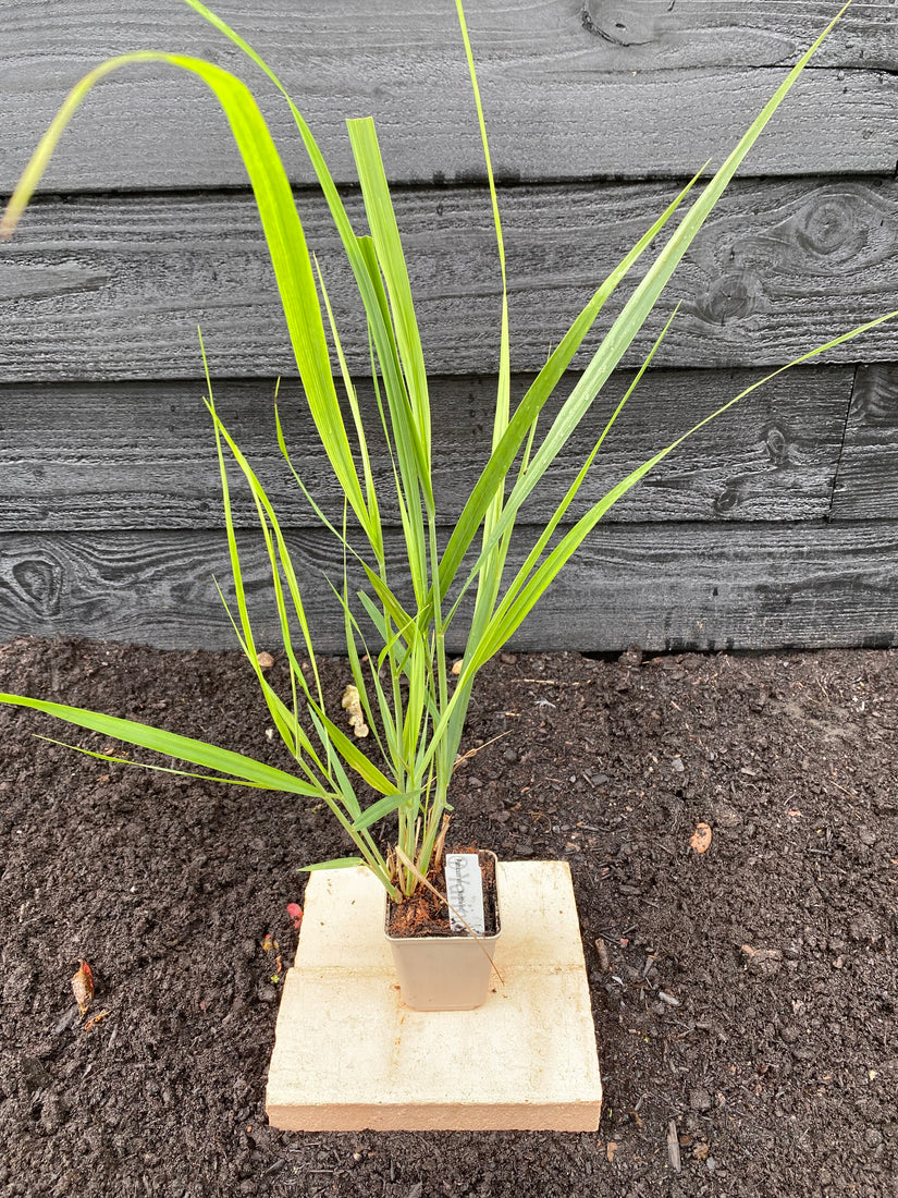 Vingergras panicum northwind in P9 pot