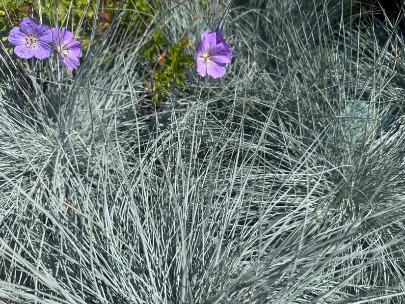 Blauw schapengras - Festuca glauca 'Intense Blue'