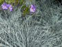 Blauw schapengras - Festuca glauca 'Intense Blue'