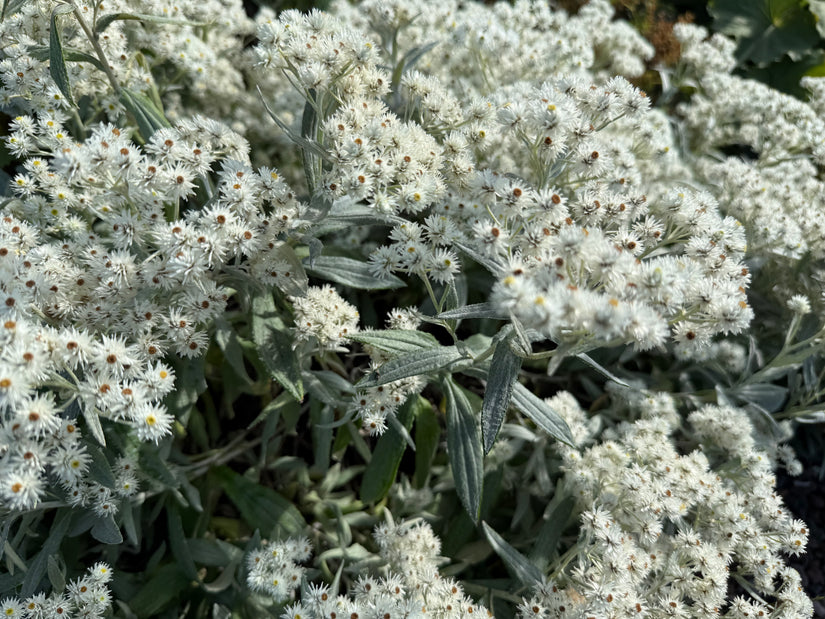 Witte knoop - Anaphalis margaritacea 'Neuschnee'