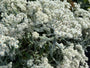 Witte knoop - Anaphalis margaritacea 'Neuschnee'