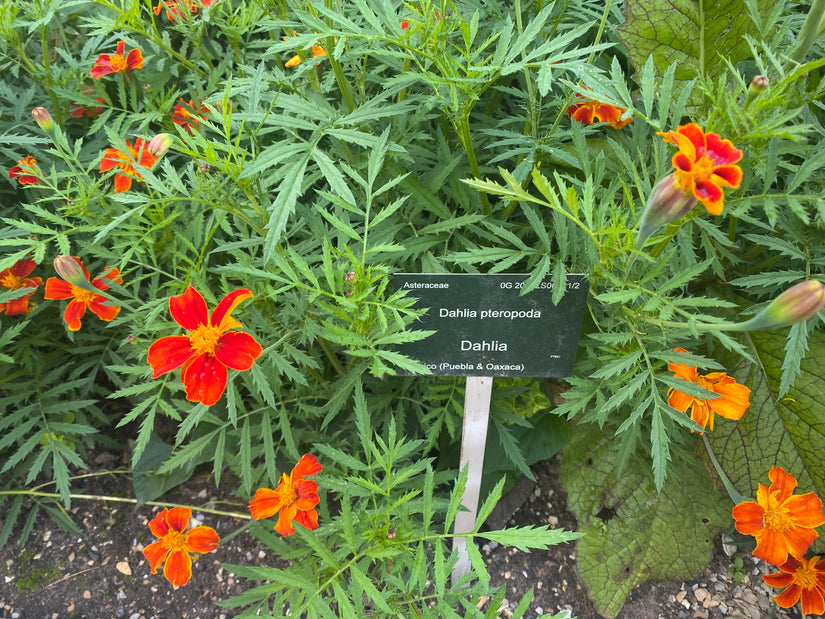 Gevlekt longkruid - Pulmonaria officinalis