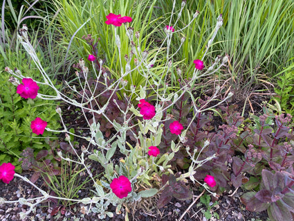 Biologisch Prikneus - Lychnis coronaria