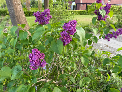 Sering - Syringa bloomerang 'Dark Purple'