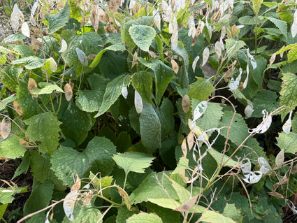 Wilde judaspenning - Lunaria rediviva