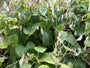 Wilde judaspenning - Lunaria rediviva