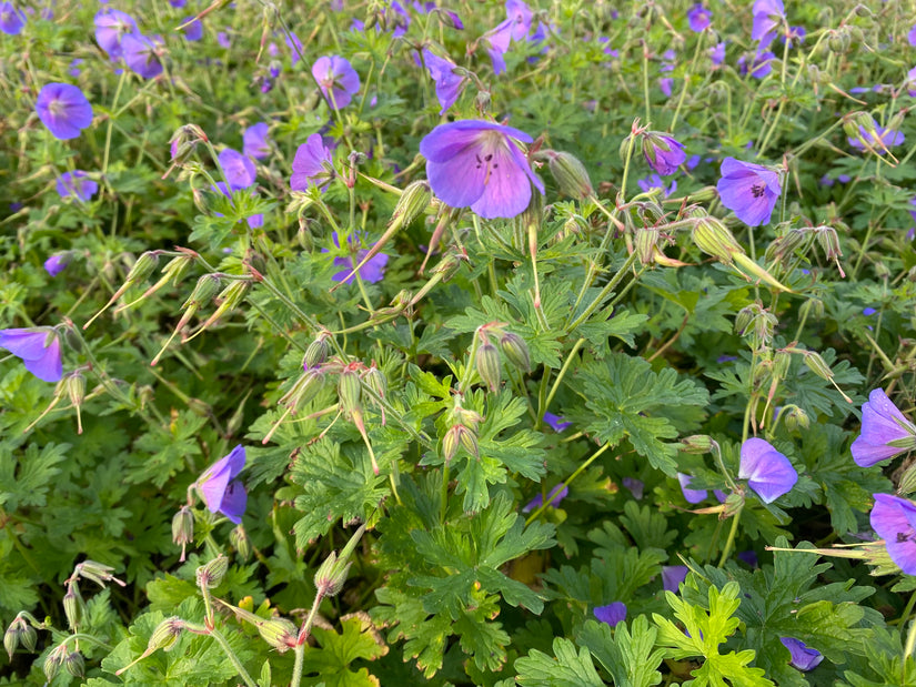 Beemdooievaarsbek - Geranium pratense