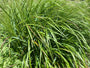 Biologisch Struisriet - Calamagrostis x acutiflora 'Karl Foerster' TIP