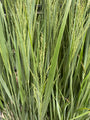 Vingergras (Hoge soort 200 cm, Groen) - Panicum virgatum 'Northwind'