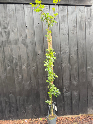 180-200 cm, C5