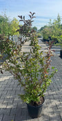 Sneeuwbal - Viburnum x bodnantense 'Dawn'