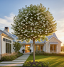 Vaantjesboom - Davidia involucrata - Hoogstam Boom