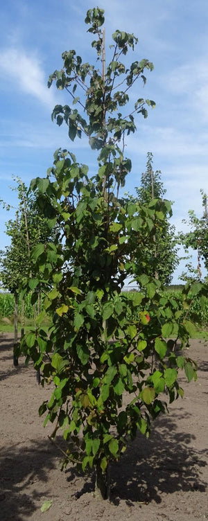 Meerstammig C110 pot - 200-250 CM