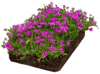 Kant en klare IJsbloem 'Delosperma cooperi' bordermat - Zon Halfschaduw - 57 x 38 cm