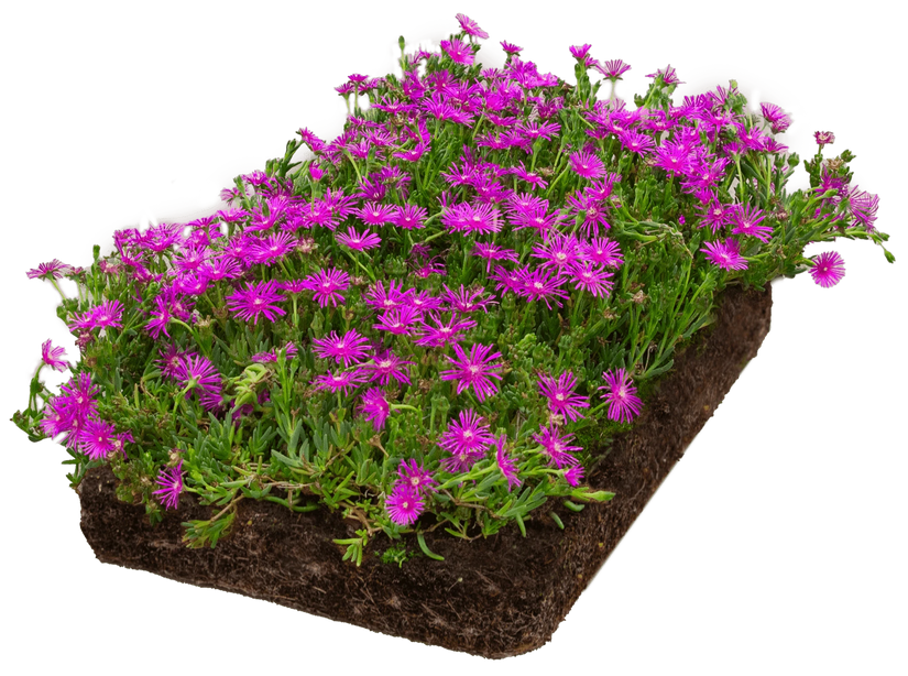 Kant en klare IJsbloem 'Delosperma cooperi' bordermat - Zon Halfschaduw - 57 x 38 cm