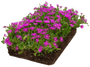 Kant en klare IJsbloem 'Delosperma cooperi' bordermat - Zon Halfschaduw - 57 x 38 cm