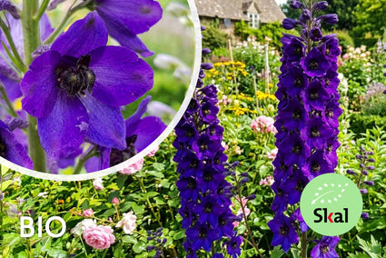 Biologische Ridderspoor - Delphinium 'Black Knight'