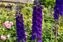Biologische Ridderspoor - Delphinium 'Black Knight'