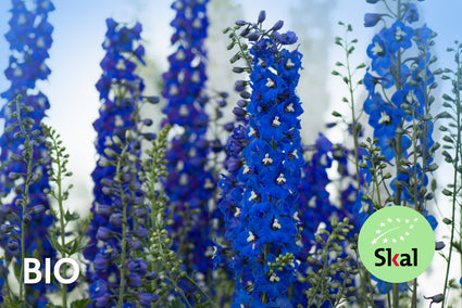 Biologisch Ridderspoor - Delphinium (P) 'Blue Bird'