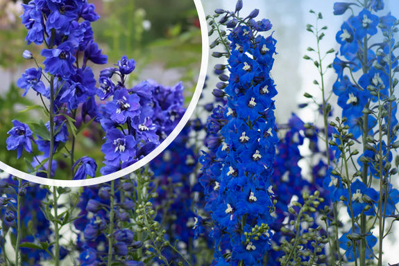 Ridderspoor - Delphinium 'Blue Bird'