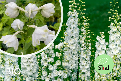 Biologisch Ridderspoor (Wit) - Delphinium 'Galahad'
