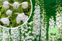 Biologisch Ridderspoor (Wit) - Delphinium 'Galahad'