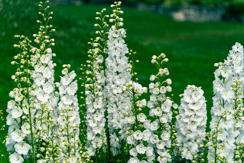 Biologisch Ridderspoor (Wit) - Delphinium 'Galahad'