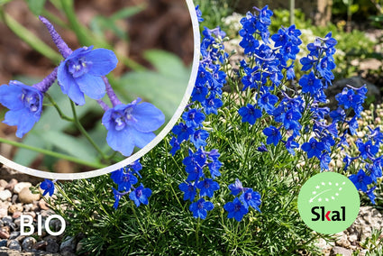 Biologisch Ridderspoor - Delphinium grandiflorum 'Blauer Zwerg'