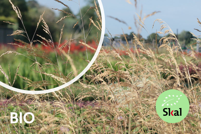 Biologisch Ruwe Smele - Deschampsia cesp. 'Goldschleier'