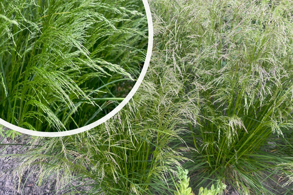 Ruwe smele (Hoogte 100 cm, Inheemse siergras) - Deschampsia caespitosa