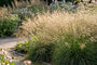 Ruwe smele - Deschampsia caespitosa 'Bronzeschleier'