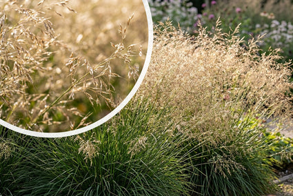 Ruwe smele - Deschampsia caespitosa 'Bronzeschleier'